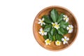 Top view clay water bowl with white flower (plumeria or frangipani) and green leaf isolated on white. Saved with clipping path