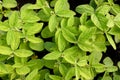 Top view of clean leaves of young soybeans. Natural plant background on an agricultural theme. Royalty Free Stock Photo