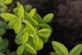 Top view of clean young soybean leaves and black soil. Natural plant background on an agricultural theme. Copy space Royalty Free Stock Photo