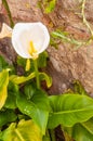 Calla lily of the valley flower Royalty Free Stock Photo