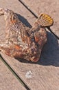 dogfish on the deck of a tropical pier Royalty Free Stock Photo