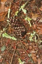 Fallen pine cone on a bed of pine needles and moss covered branches Royalty Free Stock Photo