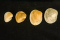Group of clam shells, on a black background Royalty Free Stock Photo