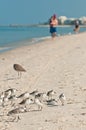 Group of standing sanderling sea birds along beach, shoreline in Gulf of Mexico Royalty Free Stock Photo