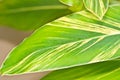 Tropical, variegated, green and yellow, outdoor, leaf