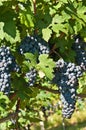 Ready to be harvested Dolcetto grapes, Piedmont region of Italy Royalty Free Stock Photo