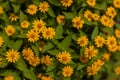 Top view, close-up background, small yellow flowers with many green leaves Royalty Free Stock Photo