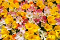 Top view close-up of beautiful different color blooming open tulips