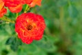 Top view close up of beautiful orange roses against bush in the background. beauty concept Royalty Free Stock Photo