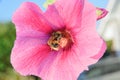 Bee on a malva flower Royalty Free Stock Photo