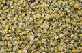 Top view close up of countless isolated dried yellow chamomile blossoms as natural background