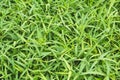 Top view and close up empty green grass field. Green field of gr Royalty Free Stock Photo