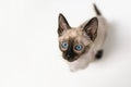 Top view Close up face of purebred Thai Siamese cat with blue eyes sitting on white background. Cute eight weeks young Siamese Royalty Free Stock Photo