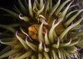 A top view close-up of a False plum sea anemone underwater Royalty Free Stock Photo