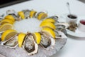 Top view close up filled frame food shot of fresh raw shucked open oysters lying between lemon slices on a round cold ice tray