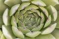 Top view close up filled frame macro wallpaper shot of a sempervivum tectorum common houseleek succulent plant with short thick Royalty Free Stock Photo