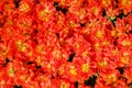 Top view close-up of gorgeous orange-red open double tulips