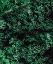 Top view of close-up green fresh curly lettuce. Organic eco food. Healthy diet. Royalty Free Stock Photo