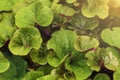 Background of the green leaves of Ligularia Dentata