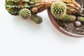 Top view of close up green part of cactus in brown pot on white background. Domestic potted plant