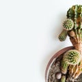 Top view of close up green part of cactus in brown pot on white background. Domestic potted plant. Copy space