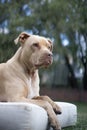 Top view close up head shot of pit bull dog sitting on a white m Royalty Free Stock Photo