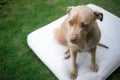 Top view close up head shot of pit bull dog sitting on a white m Royalty Free Stock Photo