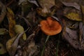 The top view and close-up of the orange-brown to orange-yellow mushroom hat of a false chanterelle, Hygrophoropsis Royalty Free Stock Photo