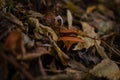 The top view and close-up of the orange-brown to orange-yellow mushroom hat of a false chanterelle, Hygrophoropsis Royalty Free Stock Photo