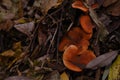 The top view and close-up of the orange-brown to orange-yellow mushroom hat of a false chanterelle, Hygrophoropsis Royalty Free Stock Photo