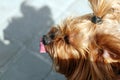 Top view close-up photo of a dog's shaggy head licking its nose