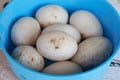 pile of raw duck eggs in a blue bucket. Collected from an organic duck egg farm, a popular food Royalty Free Stock Photo