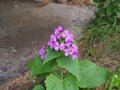 Lunaria annua - annual honesty Royalty Free Stock Photo