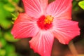 Pink Hibiscus flower, in full bloom Royalty Free Stock Photo