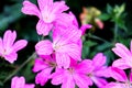 Pink geraniums flowers