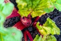 Top view, close up of red rhubarb crown growing stalks in early spring, in a vegetable garden. Example of perennial edible plant