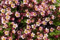 Top view close up shot of a pink saxifraga arendsii plant. Rockery plant with adorable little white flowers.