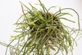 Top view close up shot of a potted mix of Rhipsalis Baccifera and Ewaldiana ampelous succulent plants, with stems creeping on a