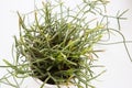 Top view close up shot of a potted mix of Rhipsalis Baccifera and Ewaldiana ampelous succulent plants, with stems creeping on a