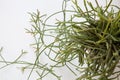 Top view close up shot of a potted mix of Rhipsalis Baccifera and Ewaldiana ampelous succulent plants, with stems creeping on a