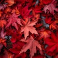 Top view close up of turf of red maple autumn leaves Royalty Free Stock Photo