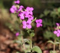 Top view close up of the vibrant pink flowers of Lunaria annua, called honesty or annual honesty is a species of flowering plant.