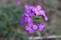 Top view close up of the vibrant pink flowers of Lunaria annua, called honesty or annual honesty is a species of flowering plant.