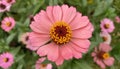 Top view close up zenia flower in the garden