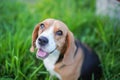 Top view closed-up on face focus on eye of a cute tri-color beagle dog sitting on the grass field ,shallow depth of field