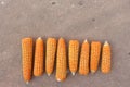 Top view, sweet corns in harvest season Royalty Free Stock Photo