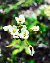 Top view closeup of beautiful Crambe abyssinica flowers in a garden against the blurred background Royalty Free Stock Photo