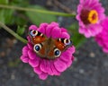 Top view closeup of a beautiful peacock butterfly on a pink flower in a garden Royalty Free Stock Photo