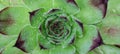 Top view closeup of beautiful Sempervivum tectorum common houseleek with drops of dew, water drop - Plant leaves background