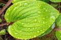 Top view closeup of a big heart-shaped plant leaf covered in water drops, dew Royalty Free Stock Photo